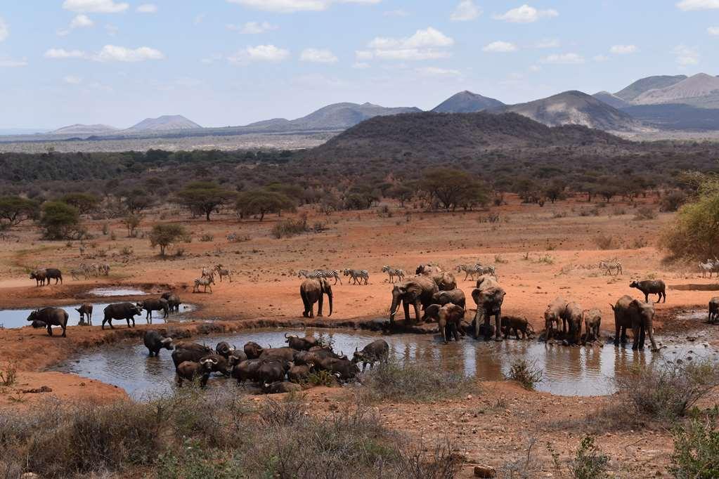 Kilaguni Serena Safari Lodge Tsavo Bekvämligheter bild
