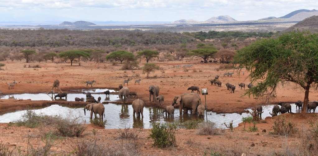 Kilaguni Serena Safari Lodge Tsavo Bekvämligheter bild